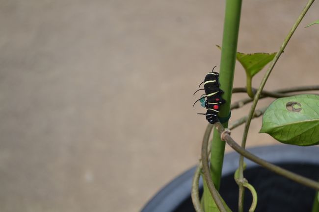 蝶々の幼虫。