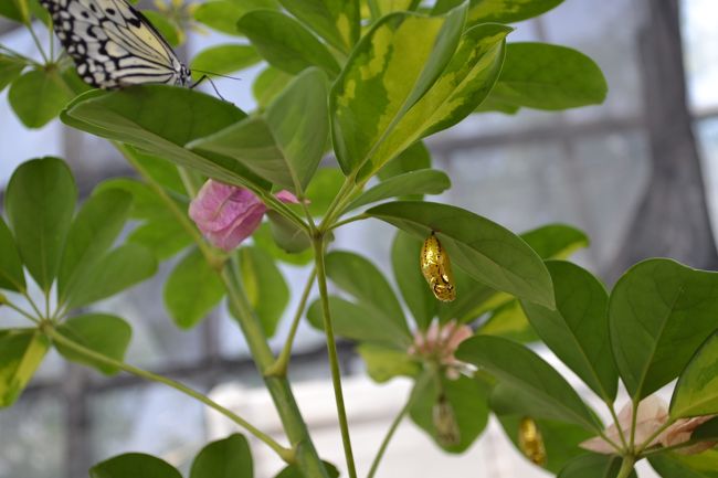 金色のさなぎ。