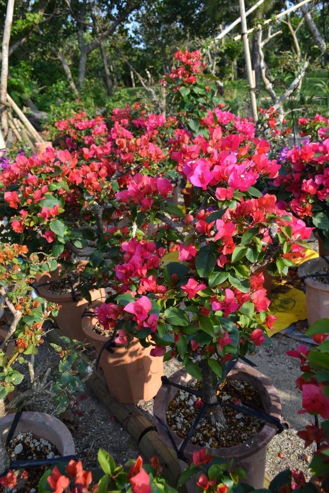 ブーゲンビリアも咲き誇る。