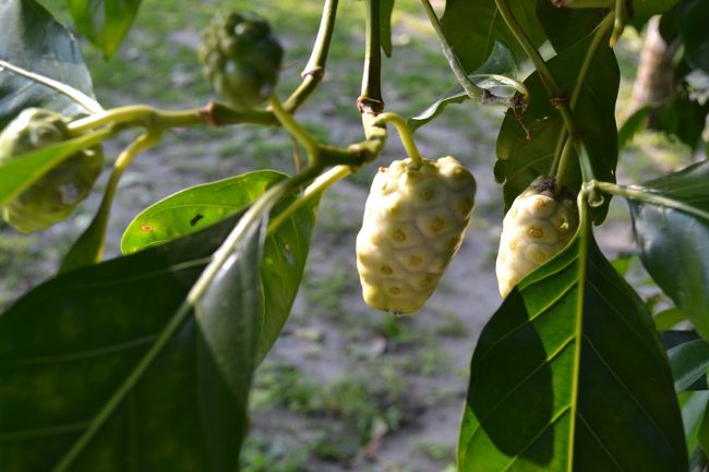 ノニの実。美容にいいそうだ。？