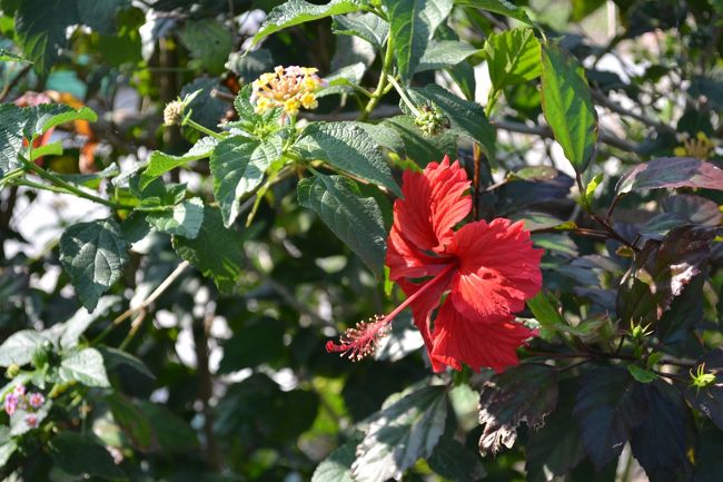 ハイビスカスの花。５月ごろには満開を迎える。