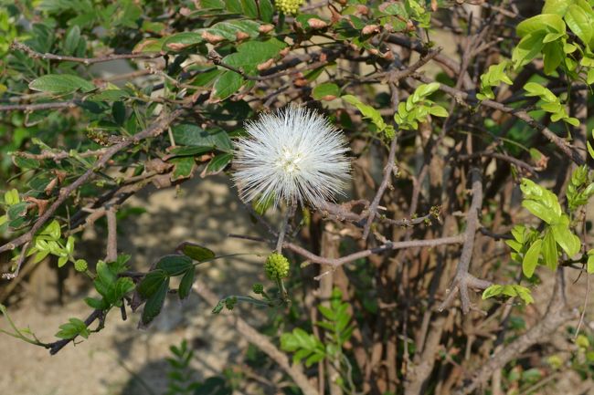 綿毛のような花。