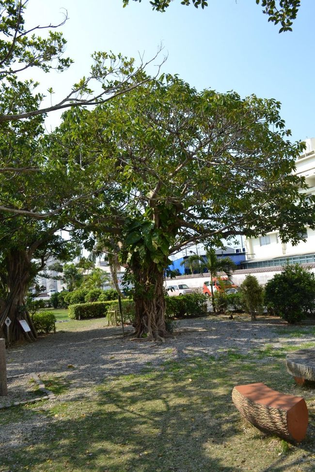 沖縄特有のガジュマル。