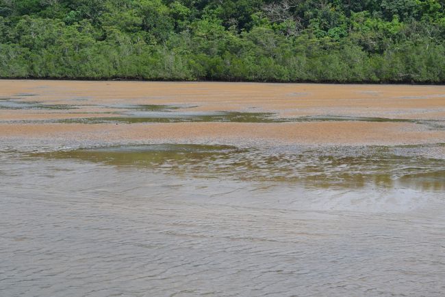 干潟に何万匹の蟹。