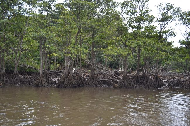 根を張るマングローブ。