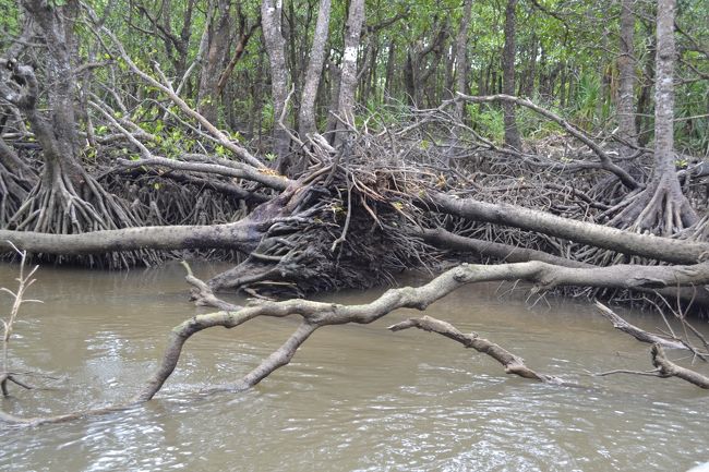 吃水の中に生きるマングローブ。