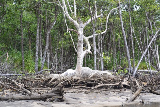 板根。硬い材料で、テーブルにも使われる。