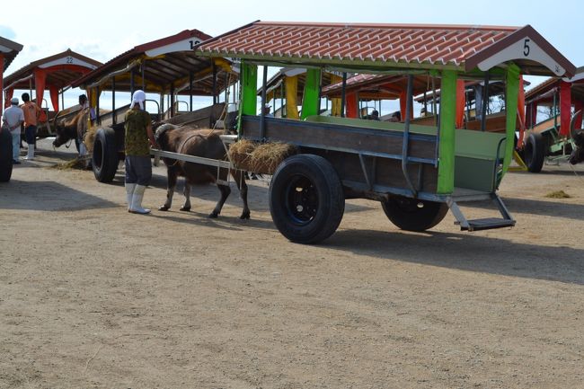 牛車で出発します。