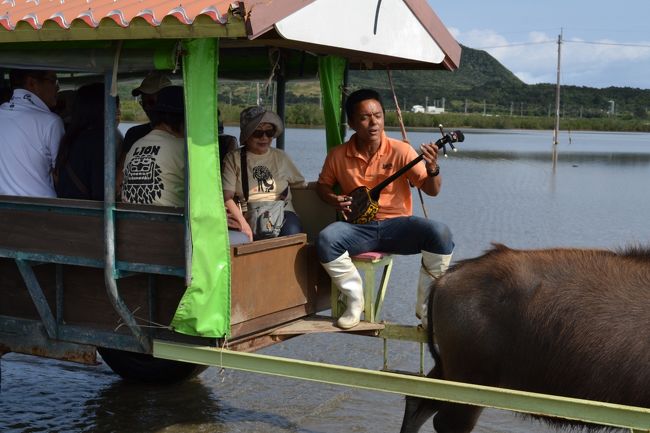 三線に合わせのんびりと浅瀬を渡ります。