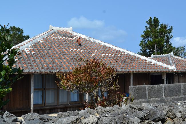 各家には守り神「シーサー」が守っています。