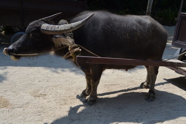 おとなしい水牛。
