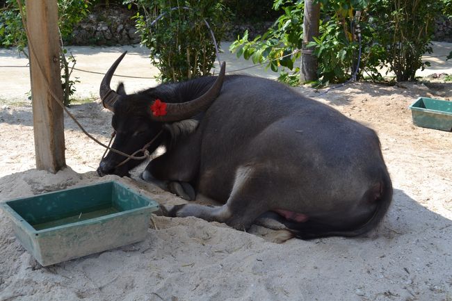のんびりと休憩中です。