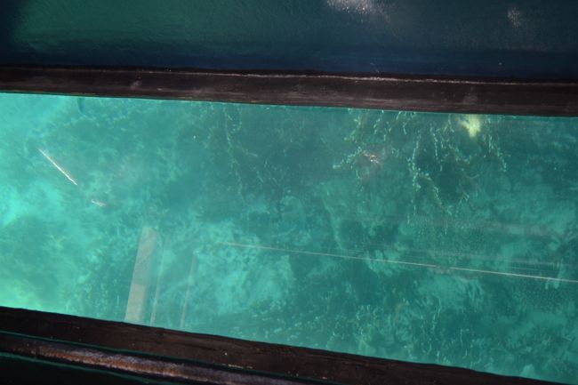 グラスボートでの海中散歩。