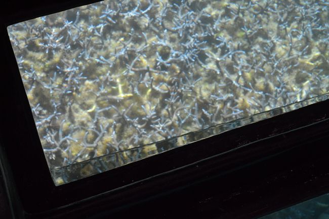 沢山の珊瑚、熱帯魚が見えます。