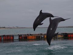 次女がお姉ちゃんと一緒に何かアクティビティをやりたいと言ってたので ドルフィンスイムに申し込みました

移動中に土砂降りになって心配したけど 始まる頃にはやんで一安心

この日の最後の回にぎりぎり間に合いました
ちょっと寒かったけどウエットスーツ着用なので大丈夫でしょう

