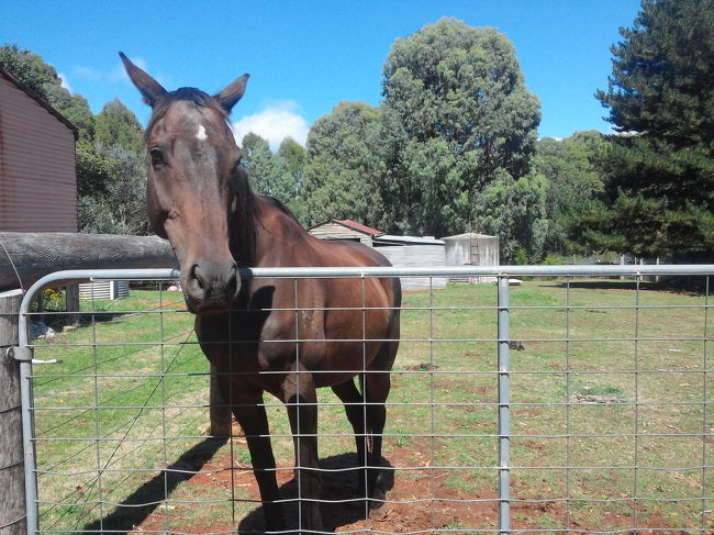 メルボルンから車で6時間ほどの町、チュミットまでドライブ〜。<br />山や林や森を超えてやっと着いた！この国では6時間なんて近いほうなんだろうな（笑）<br />このお馬さんはドライブ途中で見つけたペッ卜。ペットで買うなんてスケールでかい！エサ代すごそうってかんがえてしまう夢のない自分が悲しい（笑）でも、ここらへんの人は結構飼っているらしい。