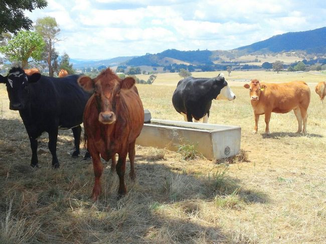 不思議そうにみんな見てる、、