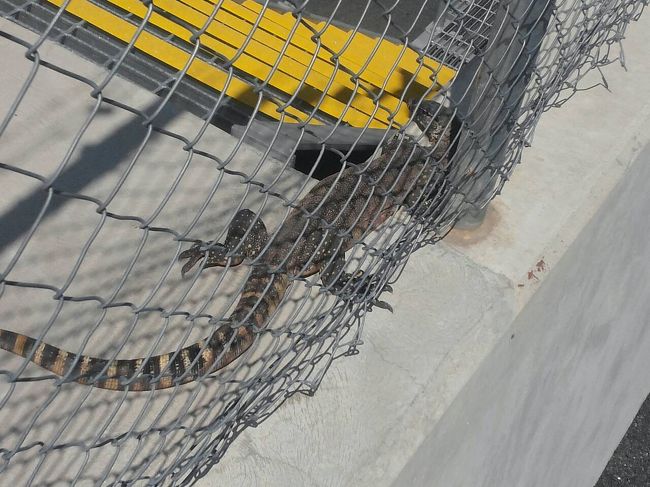 野生のトカゲ？イグアナ？大きいし、すばしっこいしで鳥肌たった。。ワイルド！オーストラリア（笑）