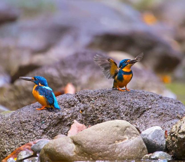 フィリピン野鳥探訪 ― 楽しきかな！小動物の観察』ルソン島