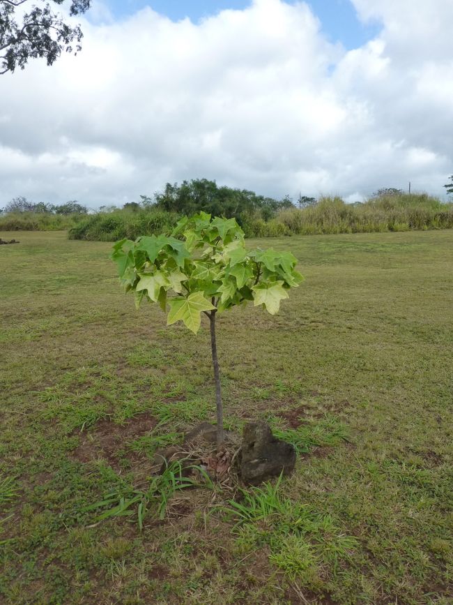 このかわいらしい木はククイの木だそうです。<br />ククイナッツって聞いたことあるぞ！<br /><br />ちなみにこの場所からガイドさんＳ氏の本領発揮。<br />記念撮影大会です。<br />この日は私達おばさん二人組の他に、お子さま連れのご夫婦と、若いカップルの３組がツアーに参加しましたが<br />皆それぞれ、大量に写真とってもらいました。<br />