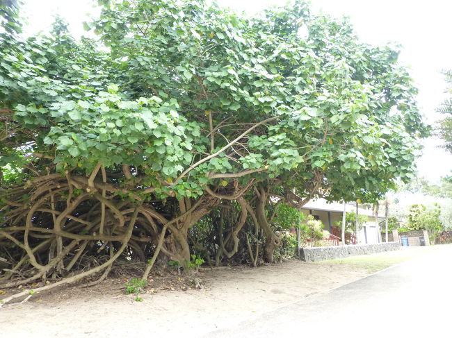 なんだかすごい木を見つけてみたり