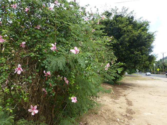 前回（2014年１月末）は、どこもかしこもいろんな花が咲いていましたが、今回なかなかお目にかかれなかったハイビスカスさんにも会えました。