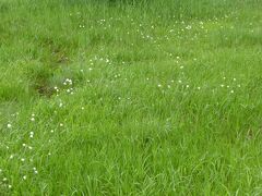 ワタスゲ。小雨で小さく丸くなっています。