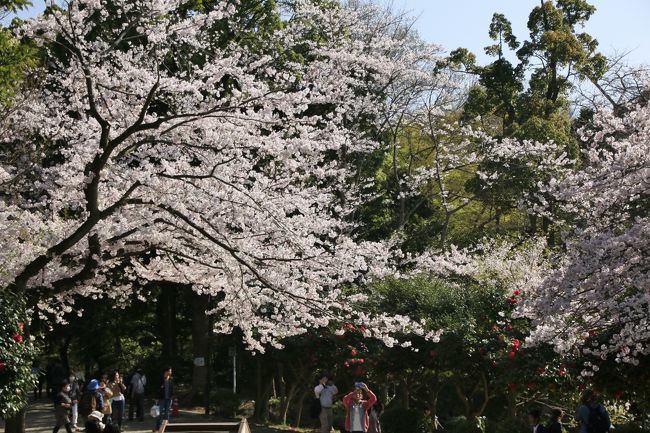 鎌倉で桜めぐり 八幡宮 北鎌倉 源氏山の王道コース 後半 鎌倉 神奈川県 の旅行記 ブログ By クッシーさん フォートラベル 鎌倉で桜めぐり 八幡宮 北鎌倉 源氏山の王道コース 後半 鎌倉 神奈川県 の旅行記 ブログ By クッシーさん フォートラベル
