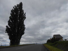 そしてようやく第1の目的地、『ケンとメリーの木』に到着。

73年に日産「スカイライン」のCMで取り上げられて有名になったポプラの木です。

