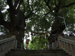 山王神社の被曝したクスノキ。
青々と茂っています。

この辺りは全然観光客いなかったー。