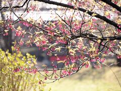 浜離宮庭園

寒緋桜は咲いています。
沖縄でいっぱい見ました。