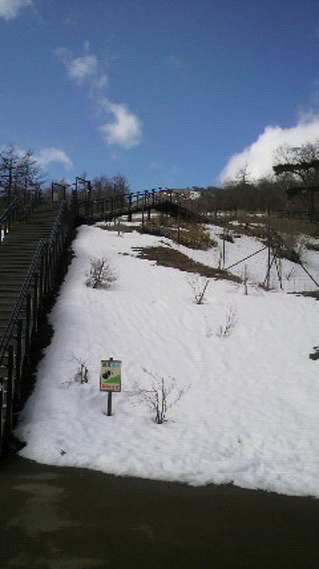 ニッコウキズゲで有名な<br />日光霜降高原<br />雪がのこっておりました。