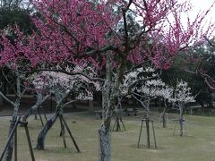 　かつて中国から導入された花見の習慣。
　このときの花とは梅のことのようです。

　梅はとにかく、「香り」が良い。
　なんとも色っぽい匂いが漂っています。
　夜の梅、なんていう名前のお菓子があったなあ。

　梅は、闇夜でも楽しめるかも。
　井上靖の小説で、「額田王」ってあったなあ。
　恋しい人との梅林での逢瀬。
