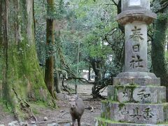 　春日大社の方に歩いています。

　鹿は、この春日大社には欠かせない。
　お行儀が良くて、鹿せんべいをもらうと何度もお辞儀をする。
　登別熊牧場のヒグマたちも、それぞれ芸を持っていたっけなあ。