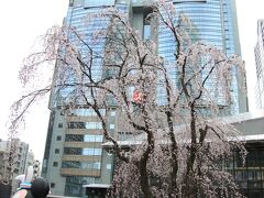 赤坂サカス　三春桜

樹高１２ｍ、樹齢１００年とも言われる三春桜。
福島県三春町の滝桜の子孫樹だそうです。

前日、ＴＢＳテレビの天気予報の中で、赤坂サカスの三春桜が見頃を迎えていると言っていたので寄ってみました。

東京の桜（ソメイヨシノ）もそろそろ開花宣言が出されることでしょうが、今年は少し長い期間お花見が楽しめるとか。

さて、次は何処へお花見に行こうかな？

（おしまい)