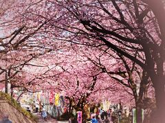 日本でここだけにしかない幻の桜：安行（あんぎょう）桜。
私がその桜について知ったのは今から4か月前のこと。
【日本のアユタヤ】と云われる興禅院の抱き地蔵について調べている時に、幻のサクラが密蔵院に咲くことを知った。

川口市安行は、植木屋さんが並ぶ植木の町。
そんな町で安行桜は産声を上げた。

安行桜を生み出したのは、造園家の沖田雄司さん。
沖田さんが自宅で品種改良をして愉しんでいた桜の枝をお供えとして蜜蔵院へと持って行ったところ、住職の目に留まり、参道へと植えることになった…とのことだ。
