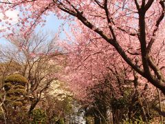 蜜蔵院の境内を1時間程度散策し、ついでに御嶽山のプチ登山をした後は、4か月前に訪れた興禅院を再訪する。
といっても、今回の目的はスダジイの樹が抱くお地蔵様ではなく、安行桜。
興禅院の傍にある野鳥の森には、本数は少ないが安行桜の樹が植えられていて、満開を迎えていた。

訪れた日がお彼岸だったこともあり、安行桜で有名な蜜蔵院は大勢の人がお参りにいらしていて落ち着いてのんびりと安行桜を眺める…という雰囲気ではなかった。

でも、興禅院は小さなお寺なのでそんなに混みあってはいないだろう…。
そんな風に考えていた。

その考えは大当たり。

誰もこない安行桜の下で、のんびりとした私だけのお花見。
桜の規模は小さいけれど、ゆったり過ごしたいならば、こちらの雰囲気の方が好きかなぁ…。