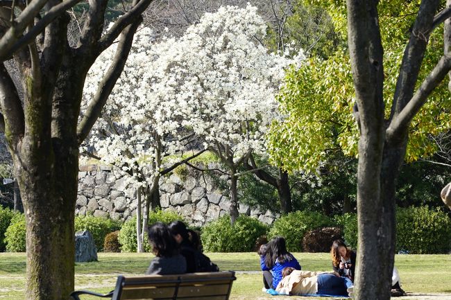 桜かと思わせる