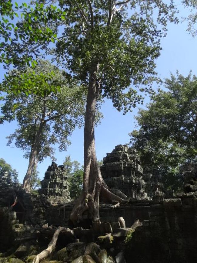 こちらも有名なタ・プローム。<br />アンコール遺跡群と呼ばれる多くの寺院や宮殿などの遺跡群の内のひとつで、12世紀末に仏教寺院として建立され、後にヒンドゥー教寺院に改修されたと考えられている遺跡。創建したのは、クメール人の王朝、アンコール朝の王ジャヤーヴァルマン7世。