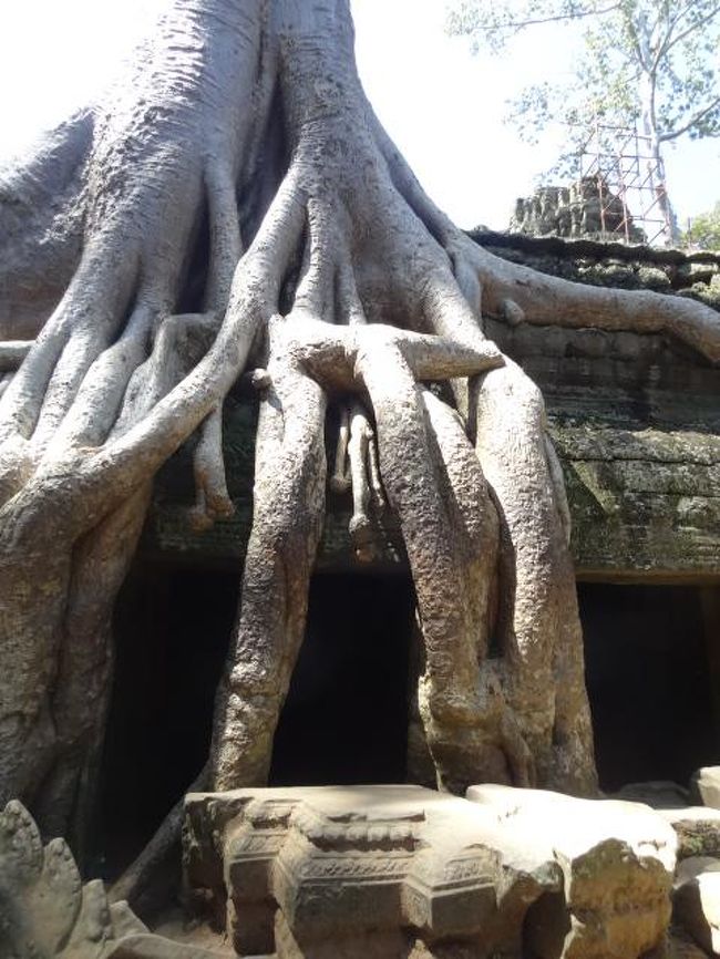 遺跡とカジュマルが長い時間をかけて一体化している。