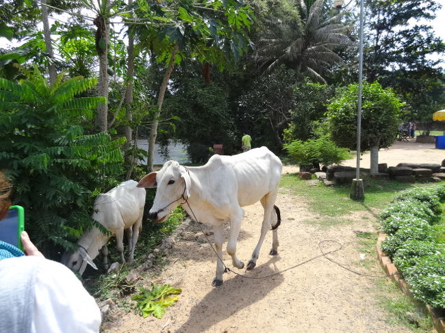 白い牛？？あれ、細い・・？牛じゃないのかな。