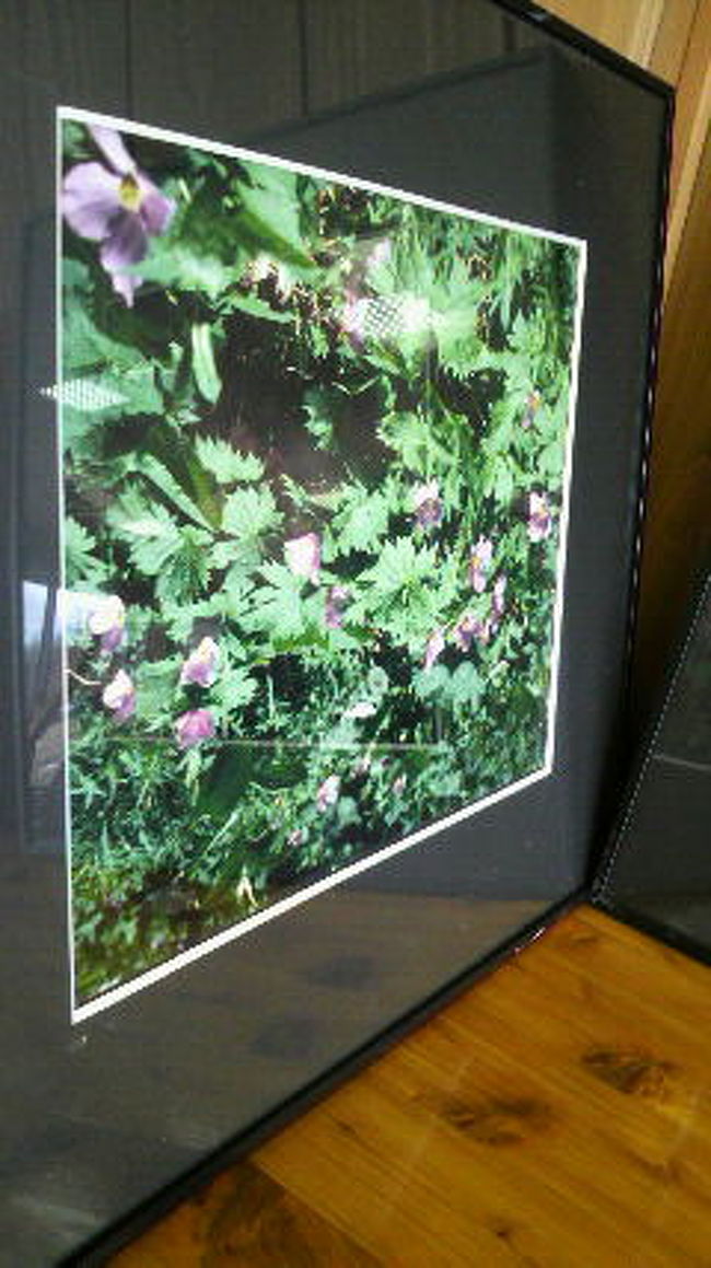 憧れの　しらねあおいの群生写真が飾ってありました<br />いつか　<br /><br />しらねあおいの　完全な美を見たいのです