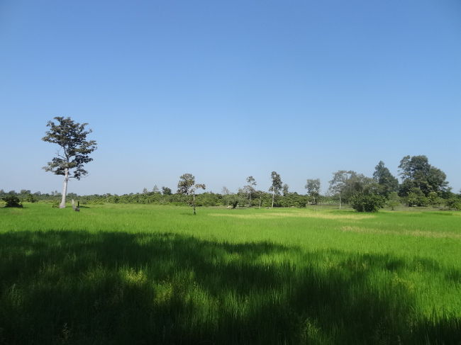 郊外。田んぼが同じアジアを感じされてくれるね〜