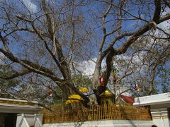 アヌラーダプラ遺跡のスリー・マハー菩提樹です。
