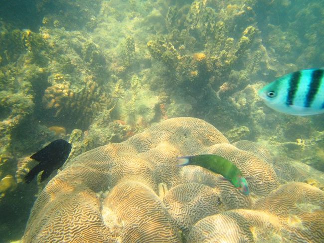 シュノーケリングＯＰにて<br />３日目・素潜り撮影<br /><br />後日編にて・・・