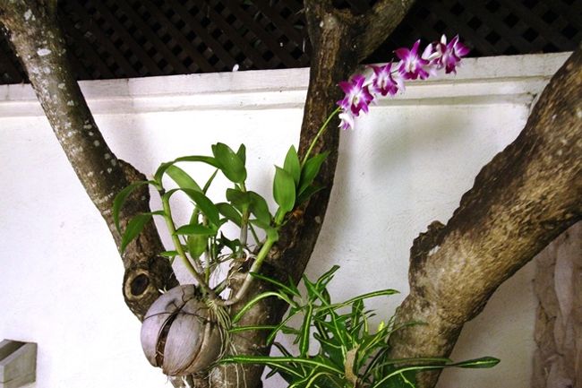 相変わらずの御花<br />こんな所まで