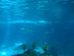 30分ほどで水族館到着。
ヨーロッパの中でも最大級ということでかなり期待☆