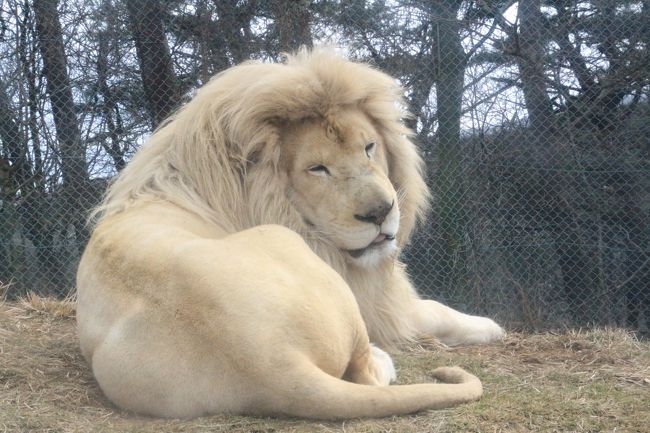 東北レッサーパンダおっかけ 温泉旅行 福島 二本松編 ４ 東北サファリパークの檻の中の動物やアグレッシブな放し飼いエリアの草食動物たち 二本松 福島県 の旅行記 ブログ By まみさん フォートラベル