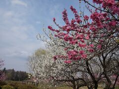 真っ先に向かったのはもちろん桃林。
桃の花と言えばピンクという先入観がありますが中には白色の花を咲かす種類もあることを初めて知りました。