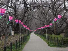 帰りに寄り道したのは権現堂です。
こちらは桜で有名ですが予想通り咲いていませんでした。
屋台も準備中です。